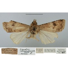 /filer/webapps/moths/media/images/C/consentanea_Agrotis_HT_BMNH.jpg