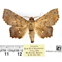/filer/webapps/moths/media/images/C/connubens_Episparis_AM_BMNH.jpg