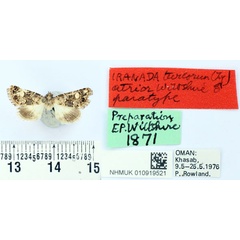 /filer/webapps/moths/media/images/A/atrior_Iranada_PT_BMNH.jpg