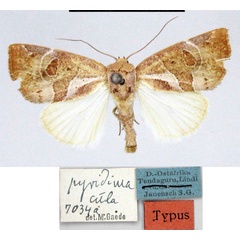 /filer/webapps/moths/media/images/P/pyridimacula_Westermannia_HT_ZMHB.jpg