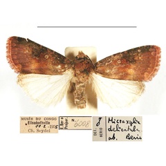 /filer/webapps/moths/media/images/D/delicatula_Micraxylia_AM_MSNM_02.jpg