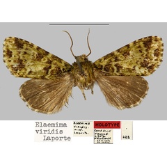 /filer/webapps/moths/media/images/V/viridis_Elaemima_HT_MNHN.jpg