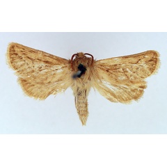 /filer/webapps/moths/media/images/R/rivula_Eudalaca_AM_TMSA_02.jpg