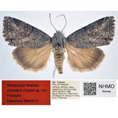 /filer/webapps/moths/media/images/T/tihamae_Brevipecten_PT_NHMO.jpg