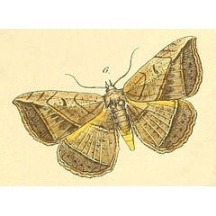 /filer/webapps/moths/media/images/P/panthera_Entomogramma_Felder_115_6.jpg