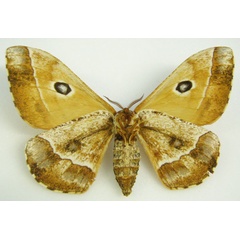 /filer/webapps/moths/media/images/H/habenichti_Melanocera_HT_NHMUKb.jpg