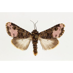 /filer/webapps/moths/media/images/F/florifera_Polytelodes_AM_RMCA.jpg