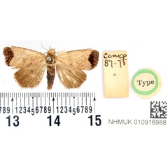 /filer/webapps/moths/media/images/T/terminata_Hydrelia_HT_BMNH.jpg