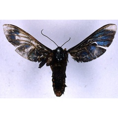 /filer/webapps/moths/media/images/D/diptera_Melisa_HT_BMNH_01.jpg