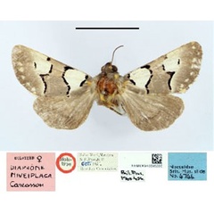 /filer/webapps/moths/media/images/N/niveiplaga_Diaphone_HT_BMNH.jpg