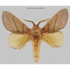 /filer/webapps/moths/media/images/B/braedan_Gonotrichidia_PTM_CMNH.jpg