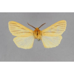 /filer/webapps/moths/media/images/M/madagascariensis_Toulgarctia_HT_BMNH.jpg