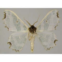 /filer/webapps/moths/media/images/S/subhyalina_Victoria_HT_ZSMb.jpg