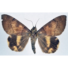 /filer/webapps/moths/media/images/C/catocaloides_Achaea_A_NHMO.jpg