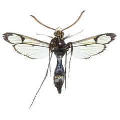 /filer/webapps/moths/media/images/R/rybalovi_Macrotarsipodes_PTM_COGMb.jpg