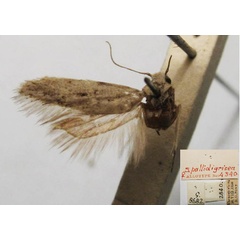 /filer/webapps/moths/media/images/P/pallidigrisea_Streyella_AT_TMSA.jpg