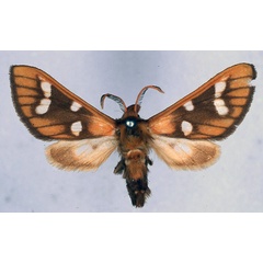 /filer/webapps/moths/media/images/M/metarctiodes_Anapisa_HT_BMNH_01.jpg