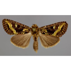 /filer/webapps/moths/media/images/L/lucia_Tracheplexia_A_RMCA_01.jpg