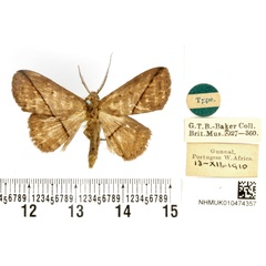 /filer/webapps/moths/media/images/E/egcarsia_Iluza_HT_BMNH.jpg