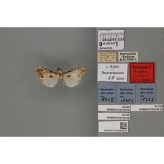 /filer/webapps/moths/media/images/J/jonasi_Audea_PTM_BMNH_02a.jpg