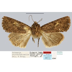 /filer/webapps/moths/media/images/S/septentrionalis_Eutamsia_HT_MNHN.jpg