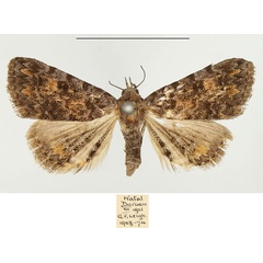 /filer/webapps/moths/media/images/S/snelleni_Metachrostis_AM_BMNH.jpg