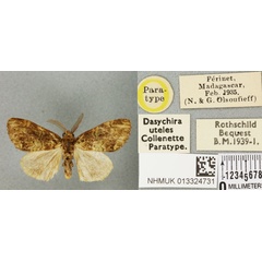 /filer/webapps/moths/media/images/U/uteles_Dasychira_PTM_BMNH_02a.jpg