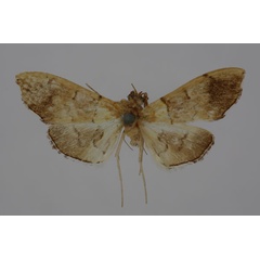 /filer/webapps/moths/media/images/R/rufitinctalis_Agrotera_HT_BMNH.jpg
