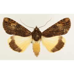 /filer/webapps/moths/media/images/P/primulina_Ulotrichopus_AF_TMSA_01.jpg