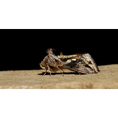 /filer/webapps/moths/media/images/A/acuta_Chrysodeixis_A_King_02.jpg