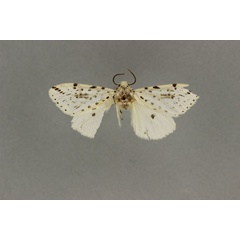 /filer/webapps/moths/media/images/T/toulgoeti_Micralarctia_PT_BMNH.jpg