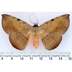 /filer/webapps/moths/media/images/C/capensis_Hypopyra_AF_BMNH.jpg