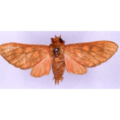 /filer/webapps/moths/media/images/P/pareclecta_Rhipidarctia_HT_CMP_01.jpg