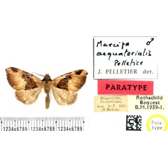/filer/webapps/moths/media/images/A/aequatorialis_Marcipa_PTM_BMNH.jpg