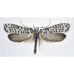 /filer/webapps/moths/media/images/S/strigillatus_Yponomeuta_AM_NHMO.jpg