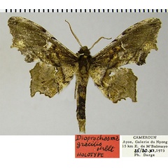 /filer/webapps/moths/media/images/G/gracilis_Dioptrochasma_HT_ZSMa.jpg