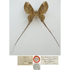 /filer/webapps/moths/media/images/B/barnsi_Eudaemonia_HT_NHMUKa.jpg