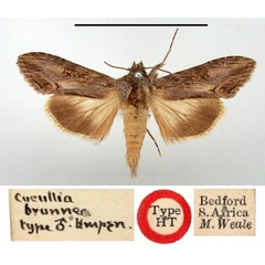 /filer/webapps/moths/media/images/B/brunnea_Cucullia_HT_BMNH.jpg
