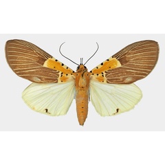 /filer/webapps/moths/media/images/S/speciosa_Asota_AF_Basquin_02.jpg