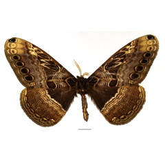 /filer/webapps/moths/media/images/C/cadioui_Dactyloceras_AM_Basquin_02.jpg