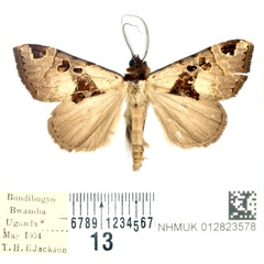 /filer/webapps/moths/media/images/A/argyrosema_Marcipa_AM_BMNH.jpg