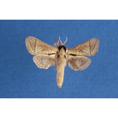 /filer/webapps/moths/media/images/R/rohdei_Haberlandia_HT_MWM.jpg