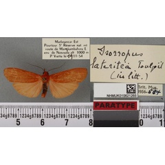 /filer/webapps/moths/media/images/L/lateritea_Isorropus_PTM_BMNH_02a.jpg