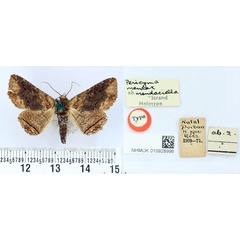 /filer/webapps/moths/media/images/M/mendaciella_Pericyma_HT_BMNH.jpg