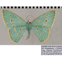 /filer/webapps/moths/media/images/S/stillata_Comostolopsis_AF_ZSM_02.jpg