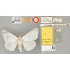 /filer/webapps/moths/media/images/R/roseicoxa_Caviria_HT_BMNHa.jpg