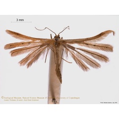 /filer/webapps/moths/media/images/R/rhyparias_Pterophorus_A_ZMUC.jpg