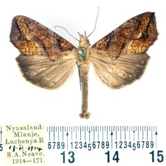 /filer/webapps/moths/media/images/N/natalensis_Plusiodonta_AM_BMNH.jpg
