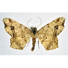 /filer/webapps/moths/media/images/N/natalensis_Chiasmia_AM_NHMO.jpg