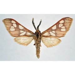 /filer/webapps/moths/media/images/K/kamitugensis_Pseudothyretes_AM_NHMO.jpg